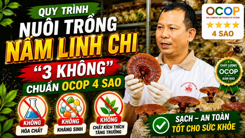 Quy tr&igrave;nh nu&ocirc;i trồng Nấm Linh Chi &ldquo;3 Kh&ocirc;ng&rdquo; chuẩn Ocop 4 sao