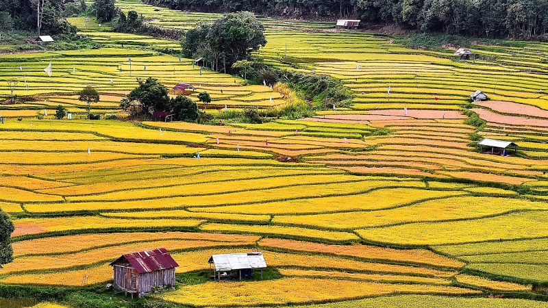 Măng Đen rực rỡ m&ugrave;a l&uacute;a ch&iacute;n