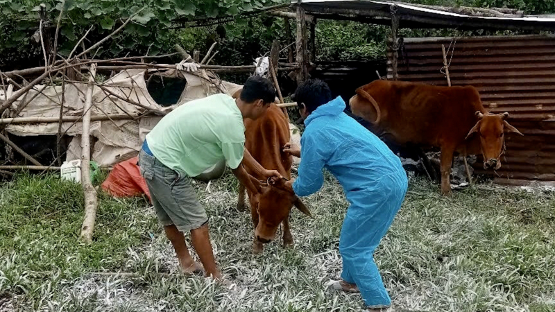 Quảng Ng&atilde;i tăng cường ph&ograve;ng, chống dịch bệnh tr&ecirc;n đ&agrave;n vật nu&ocirc;i