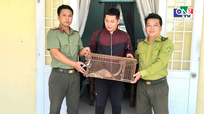 Người d&acirc;n Quảng Ng&atilde;i giao nộp c&aacute; thể t&ecirc; t&ecirc; qu&yacute; hiếm