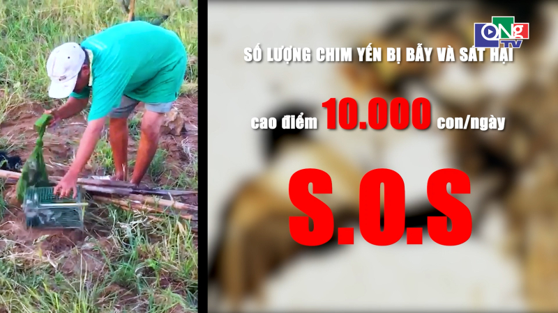 Tiếng k&ecirc;u cứu của chim yến sau tấm lưới t&agrave;ng h&igrave;nh