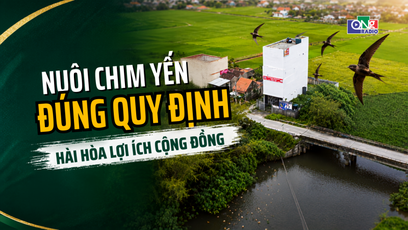Nu&ocirc;i chim yến đ&uacute;ng quy định - h&agrave;i h&ograve;a lợi &iacute;ch cộng đồng