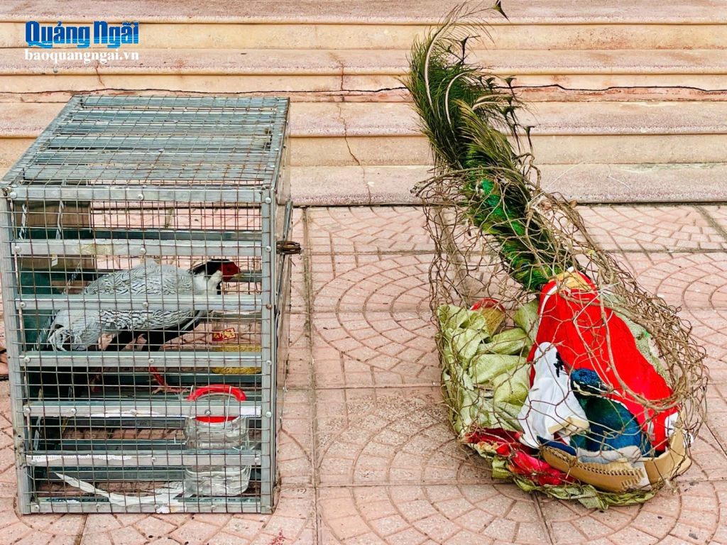 Hai cá thể động vật rừng quý, hiếm được người dân phát hiện và tự nguyện giao nộp để phục vụ công tác cứu hộ, bảo tồn.