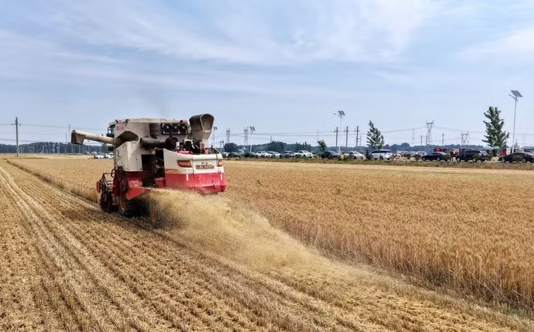 Siêu El Nino có thể gây cú sốc tăng giá lương thực toàn cầu đến năm 2028. Ảnh minh họa: THX/TTXVN 