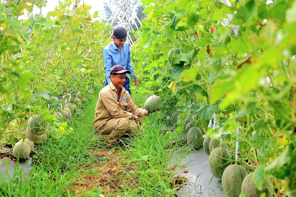 Những ruộng dưa lưới xanh tốt tại xã Đông Sơn đang mang lại giá trị kinh tế cao cho người dân