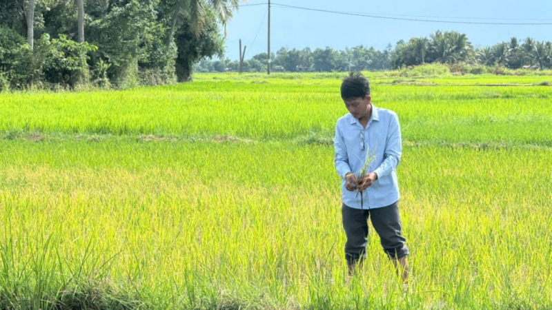 Quảng Ng&atilde;i kiểm tra v&ugrave;ng l&uacute;a thiệt hại do x&acirc;m nhập mặn