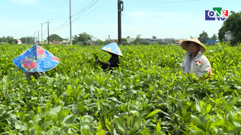 L&agrave;ng ươm keo lai tạo sinh kế bền vững