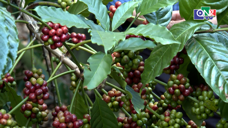 Quảng Ng&atilde;i ng&agrave;y mới 01/7