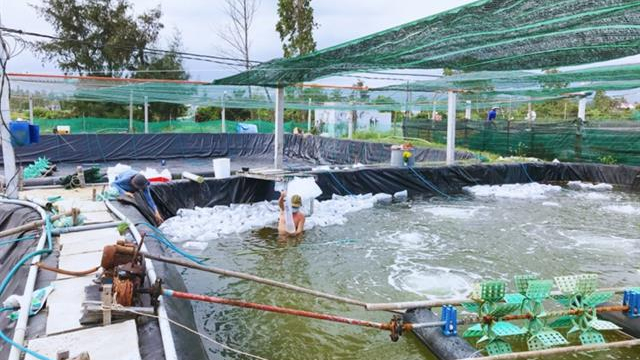Tăng cường ph&ograve;ng, chống dịch bệnh thủy sản