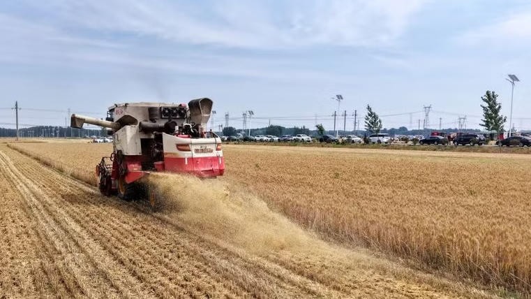 Si&ecirc;u El Nino c&oacute; thể g&acirc;y c&uacute; sốc tăng gi&aacute; lương thực to&agrave;n cầu đến năm 2028