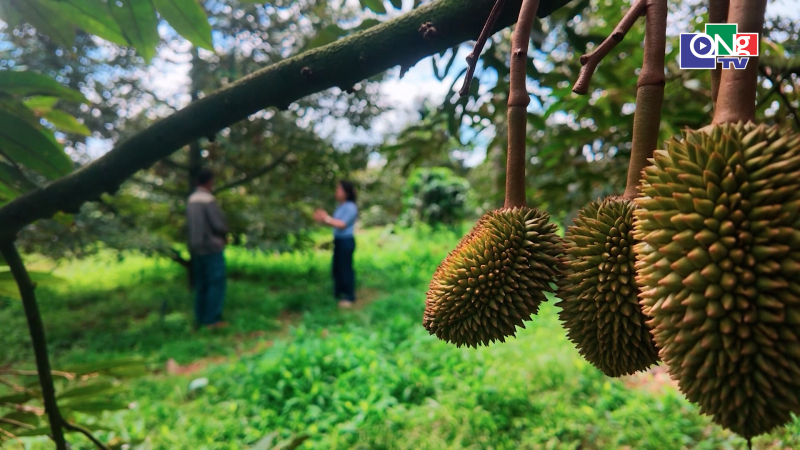 Chủ động ph&ograve;ng bệnh m&ugrave;a mưa tr&ecirc;n c&acirc;y sầu ri&ecirc;ng