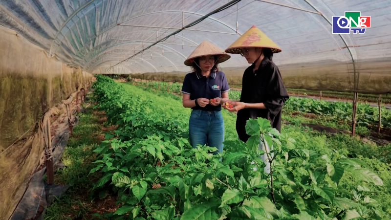 Trồng, chăm s&oacute;c rau hữu cơ: giải ph&aacute;p n&ocirc;ng nghiệp bền vững 