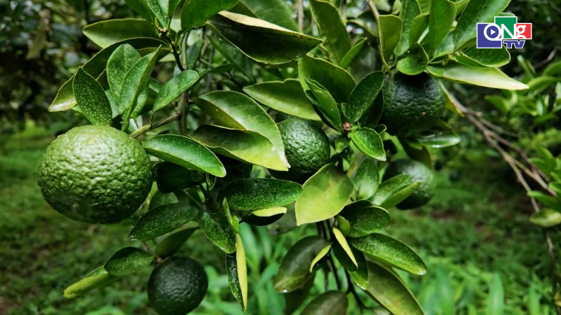 Canh t&aacute;c tuần ho&agrave;n từ vườn c&acirc;y ăn quả