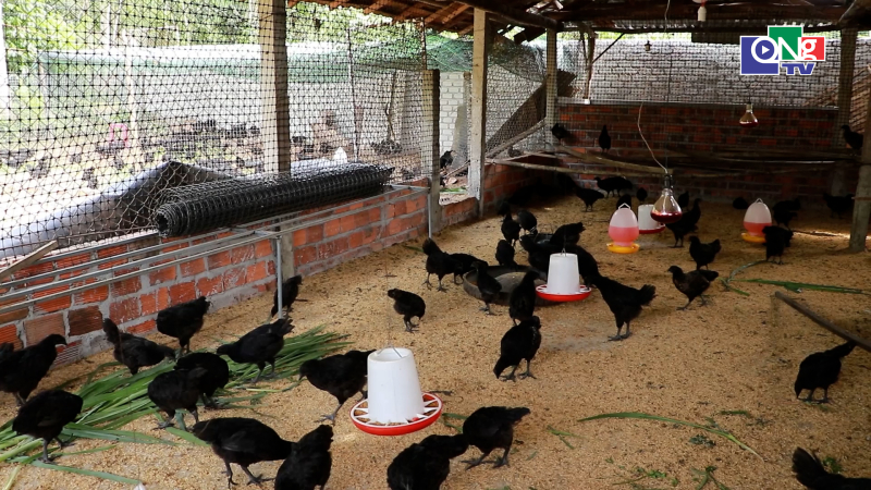 Bảo vệ đ&agrave;n g&agrave; &aacute;c đẻ trứng trước nắng n&oacute;ng cực đoan 