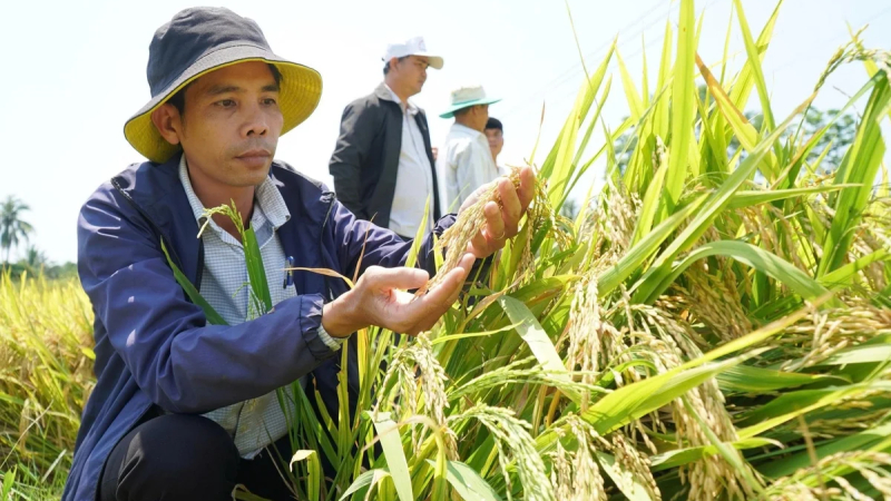 Quảng Ng&atilde;i hướng tới 765 hợp t&aacute;c x&atilde; v&agrave;o năm 2027 
