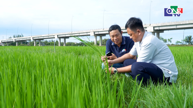 Giải ph&aacute;p cứu ruộng l&uacute;a bị nhiễm mặn