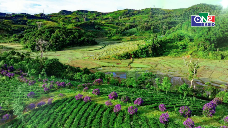 Kon Pl&ocirc;ng - Những đồi ch&egrave; xanh gọi mời du kh&aacute;ch