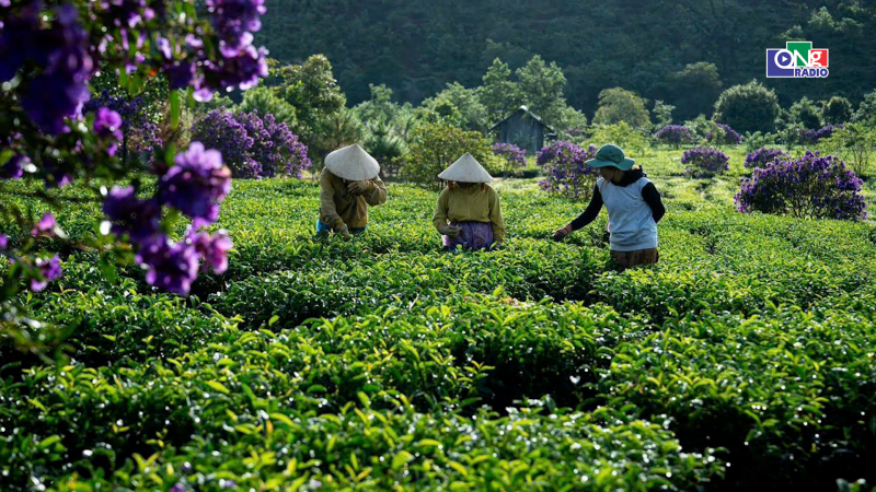 Thưởng vị tr&agrave;, nghe chuyện c&acirc;y ch&egrave; ở Đ&ocirc;ng Trường Sơn