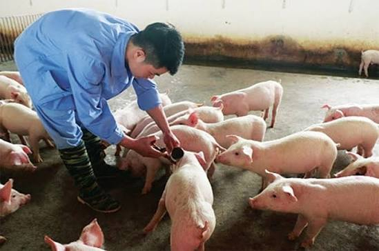 Chủ động ứng phó với bệnh Lở mồm long móng do vi rút thuộc serotype SAT1.