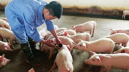 Chủ động phương &aacute;n ứng ph&oacute; với bệnh lở mồm long m&oacute;ng do vi r&uacute;t SAT1