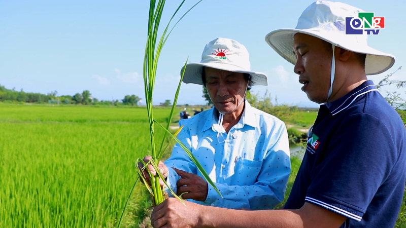 Kỹ thuật chăm s&oacute;c l&uacute;a vụ H&egrave; Thu 2026 