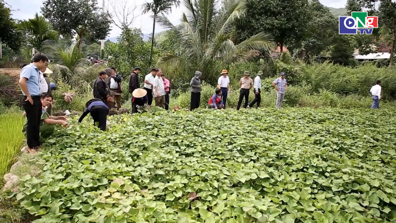 Hiệu quả m&ocirc; h&igrave;nh trồng khoai lang Nhật