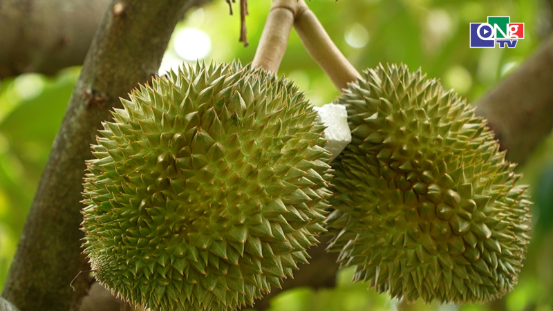 Kinh nghiệm chống hạn cứu vườn c&acirc;y ăn quả ở ph&iacute;a Đ&ocirc;ng tỉnh Quảng Ng&atilde;i 