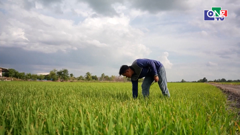 El Nino đe dọa sản lượng gạo Th&aacute;i Lan