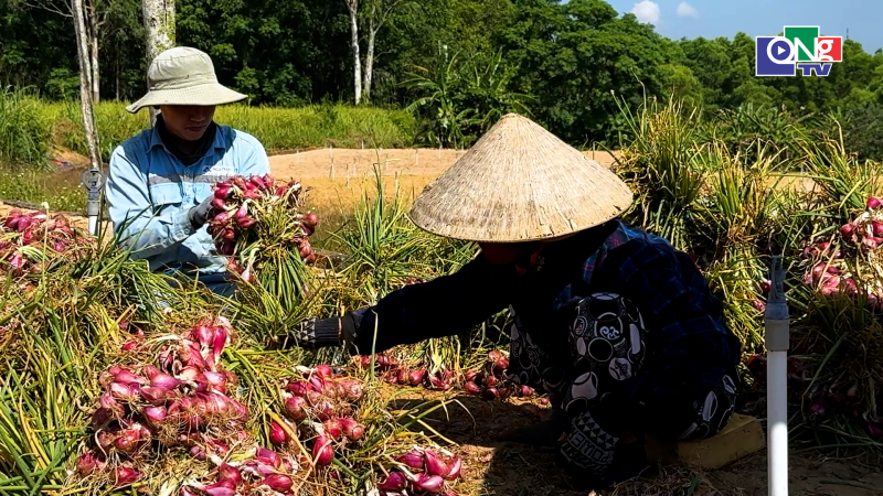 Tuyển chọn giống mới cho v&ugrave;ng sản xuất h&agrave;nh t&iacute;m tại x&atilde; Vạn Tường