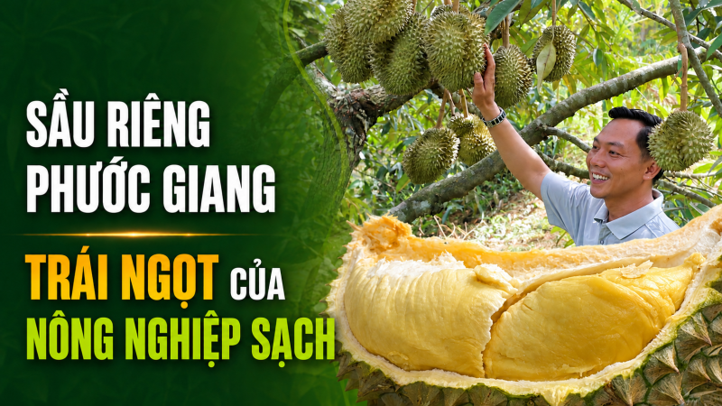 Sầu ri&ecirc;ng Phước Giang &ndash; Tr&aacute;i ngọt của n&ocirc;ng nghiệp sạch 