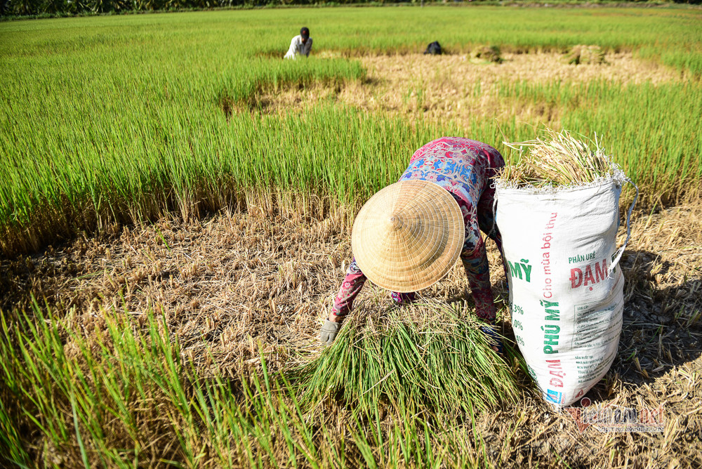 Hình ảnh khốc liệt về hạn mặn ở miền Tây năm 2020. Ảnh: Thanh Tùng