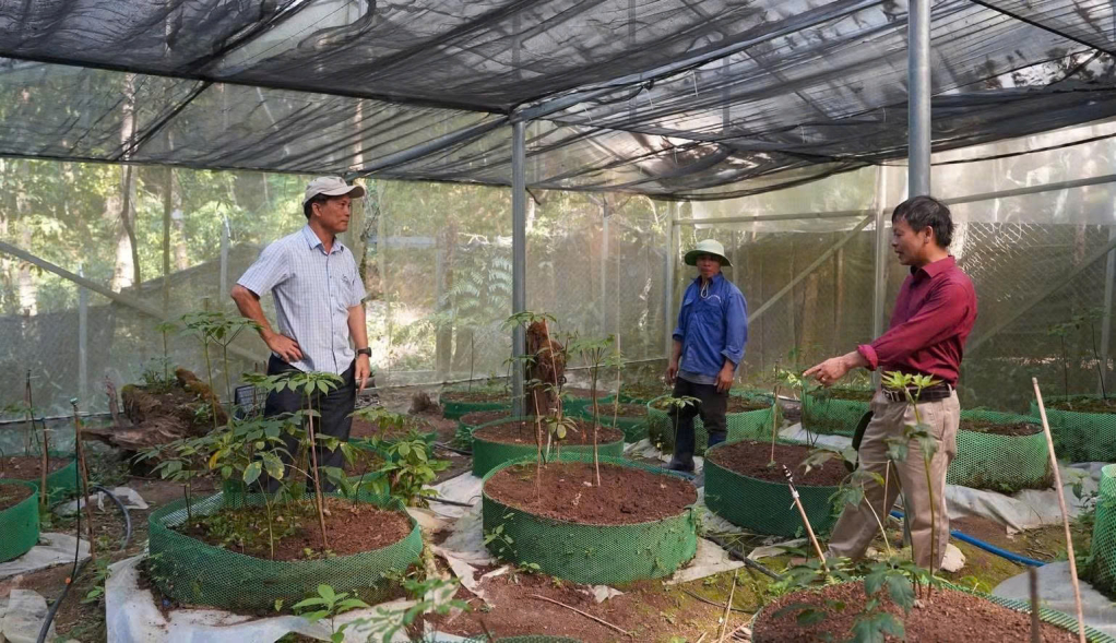 Sâm Ngọc Linh vươn lên trên vùng đất khó Tu Mơ Rông. Ảnh: BÁ THANH