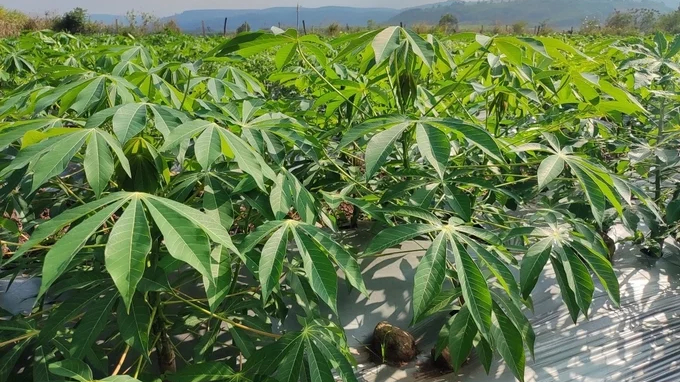 Ph&aacute;t triển v&ugrave;ng trồng sắn tập trung gần Nh&agrave; m&aacute;y Ethanol Dung Quất 
