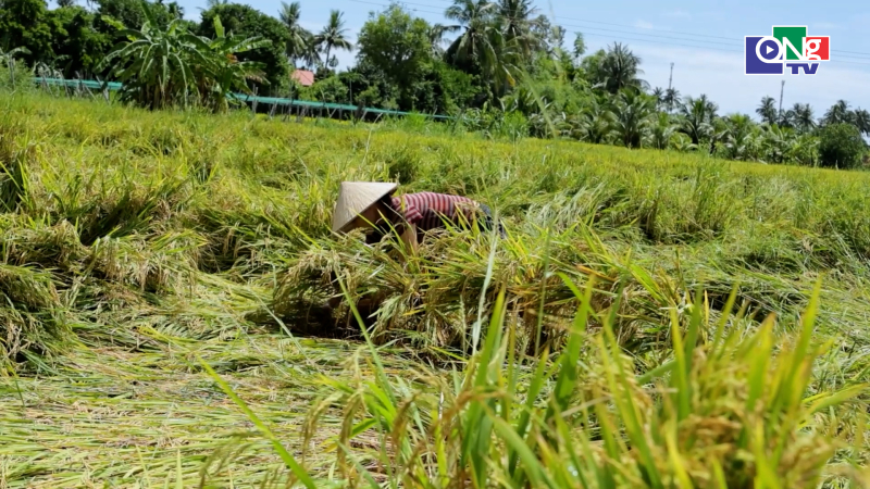N&ocirc;ng d&acirc;n chạy đua cứu l&uacute;a ng&atilde; đổ