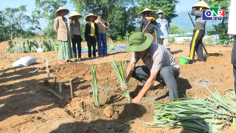 X&atilde; Minh Long tập huấn kỹ thuật trồng dứa cho n&ocirc;ng d&acirc;n