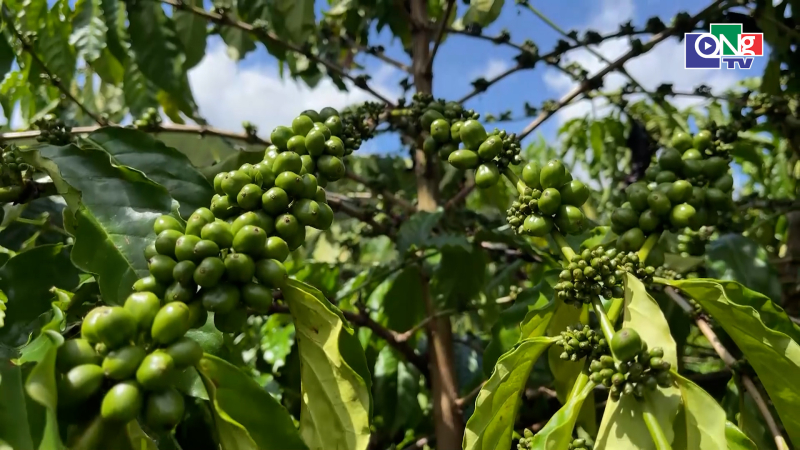 Quảng Ng&atilde;i ng&agrave;y mới 10/9