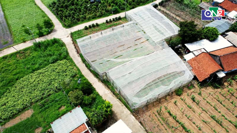 Kỹ thuật vận h&agrave;nh nh&agrave; lồng trồng rau vụ Thu Đ&ocirc;ng 