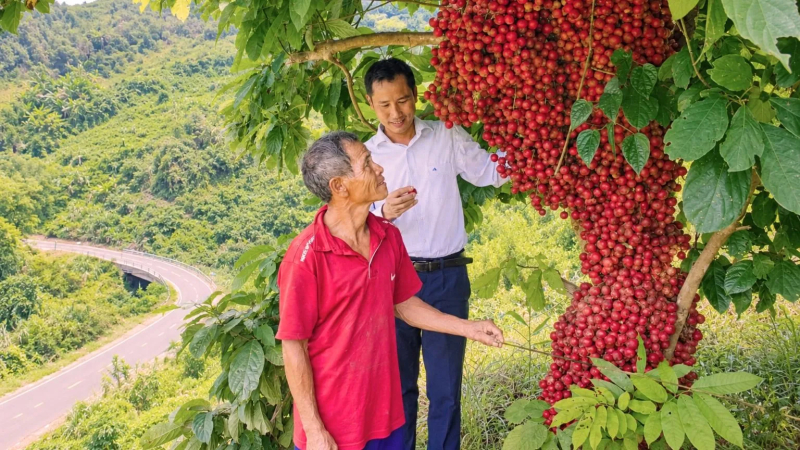D&acirc;u rừng đỏ mọng tr&ecirc;n v&ugrave;ng n&uacute;i Quảng Ng&atilde;i