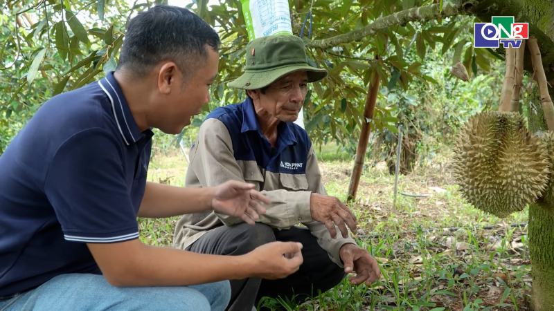 Kỹ thuật ủ vi sinh với mật rỉ đường v&agrave; c&aacute;m gạo l&agrave;m ph&acirc;n b&oacute;n hữu cơ