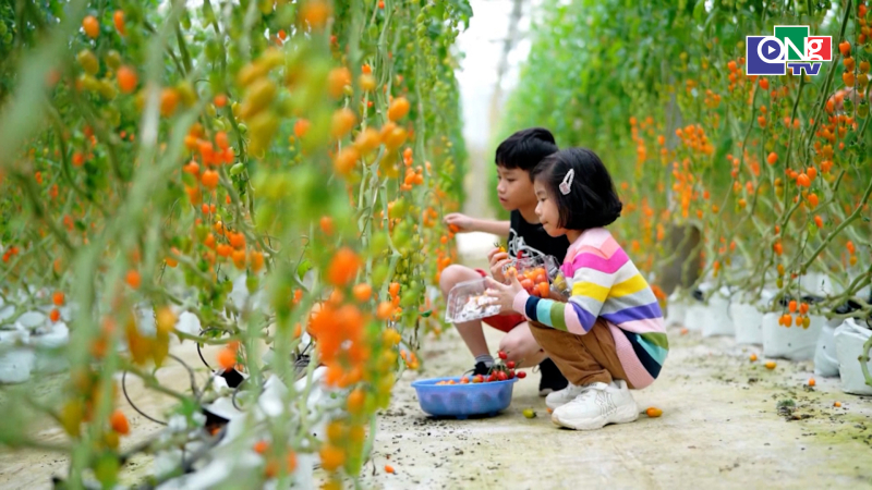 Quảng Ng&atilde;i h&igrave;nh th&agrave;nh c&aacute;c m&ocirc; h&igrave;nh n&ocirc;ng nghiệp gắn với du lịch