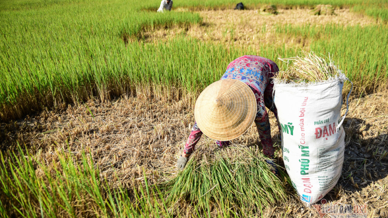El Nino lần thứ 6 đạt cực đại sau 76 năm, miền Nam đối mặt hạn h&aacute;n khốc liệt