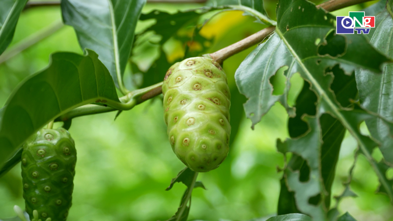 Kỹ thuật trồng c&acirc;y nh&agrave;u