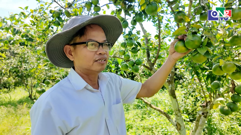 X&acirc;y dựng thương hiệu c&acirc;y ăn quả ở bi&ecirc;n giới M&ocirc; Rai