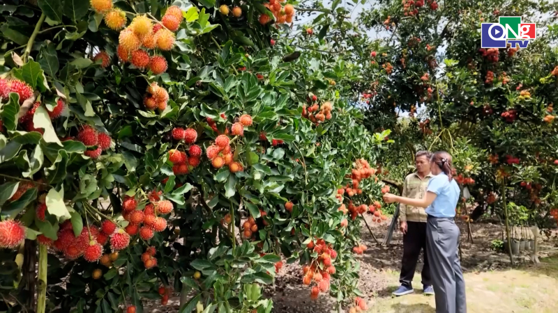 Ch&ocirc;m ch&ocirc;m tr&aacute;i vụ -  chủ động thời điểm, n&acirc;ng cao gi&aacute; trị 