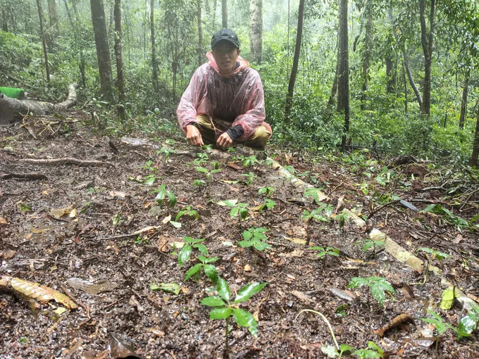 Người dân ở xã Tu Mơ Rông, tỉnh Quảng Ngãi trồng sâm Ngọc Linh từ nguồn giống hỗ trợ của Công ty Cổ phần sâm Ngọc Linh Kon Tum.