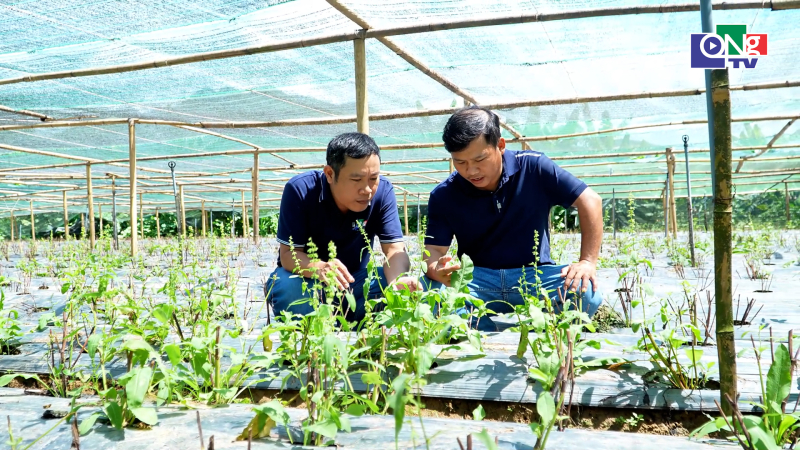 Li&ecirc;n kết sản xuất S&acirc;m Nữ Ho&agrave;ng 