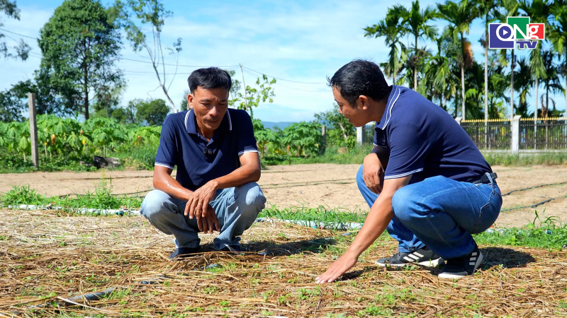 Tận dụng rơm rạ l&agrave;m ph&acirc;n b&oacute;n theo m&ocirc; h&igrave;nh n&ocirc;ng nghiệp tuần ho&agrave;n