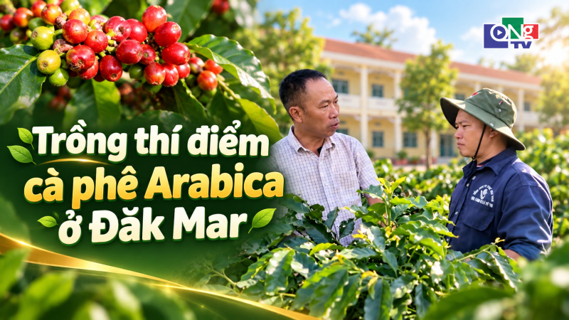 Trồng th&iacute; điểm c&agrave; ph&ecirc; Arabica ở Đăk Mar v&agrave; triển vọng nh&acirc;n rộng 