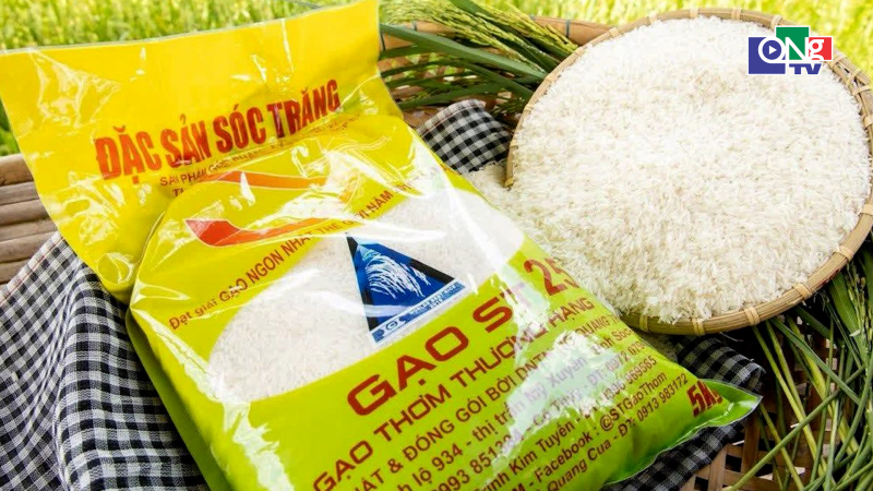 Gạo ST25 đạt giải Nh&igrave; gạo ngon nhất thế giới 2026