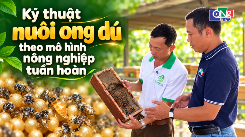 Kỹ thuật nu&ocirc;i ong d&uacute; theo m&ocirc; h&igrave;nh n&ocirc;ng nghiệp tuần ho&agrave;n